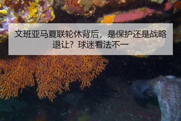 文班亚马夏联轮休背后，是保护还是战略退让？球迷看法不一